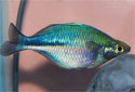 Click for more info on Lake Kutubu Rainbowfish