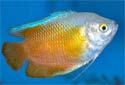 Click for more info on Flame Dwarf Gourami