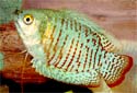 Click for more info on Neon Blue Dwarf Gourami