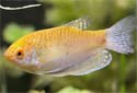 Click for more info on Gold Gourami