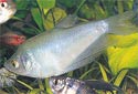 Click for more info on Moonlight Gourami