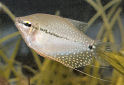 Click for more info on Pearl Gourami