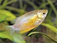 Click for more info on Thick Lipped Gourami