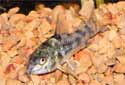 Click for more info on Peppered Corydoras