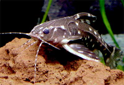 Spotted Raphael Catfish, Agamyxis pectinifrons, Spotted Talking Catfish