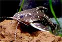 Click for more info on Spotted Raphael Catfish