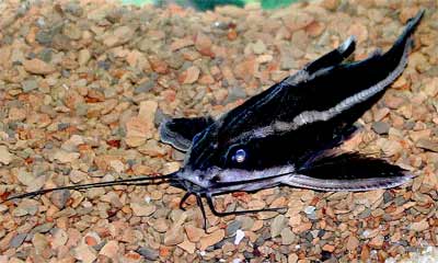 Striped Raphael Catfish, Platydoras armatulus, Humbug catfish