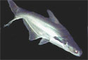 Click for more info on Iridescent Shark