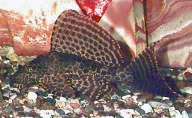Leopard Pleco Pterygoplichthys gibbiceps, Sailfin Plecostomus (Adult)