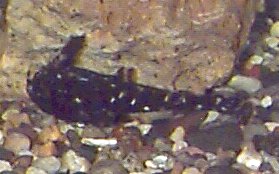 Spotted Raphael Catfish, Agamyxis pectinifrons