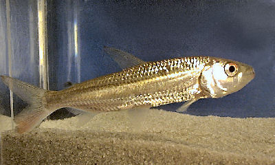 African Tiger Fish, Hydrocynus vittatus, Tiger Fish, iger Characin