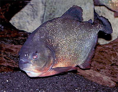 Red-bellied Piranha, Pygocentrus nattereri, Red Piranha
