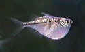 Click for info on Hatchet Fish.