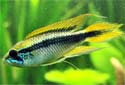 Click for more info on Agassizi Cichlid