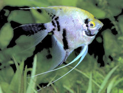 Angelfish Pterophyllum Scalare Freshwater Angelfish Cichlid Fish Guide,Silver Nickels