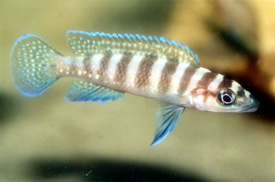 Cylinder Cichlid, Neolamprologus cylindricus, Cylindricus Cichlid, Golden-Head Cylinder Cichlid