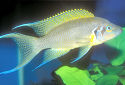 Click for more info on Daffodil Cichlid