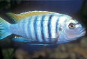 Click for more info on Dogtooth Cichlid
