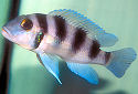 Click for more info on Five-Bar Cichlid