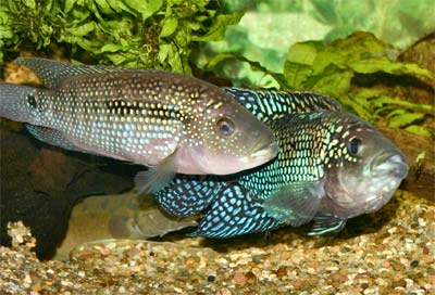 Dempsey Cichlid Pair, Jack Dempsey (female) and Electric Blue Jack Dempsey (male)