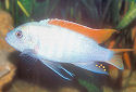 Click for more info on Pseudotropheus Ice Blue