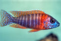 Click for more info on Rubin Red Peacock