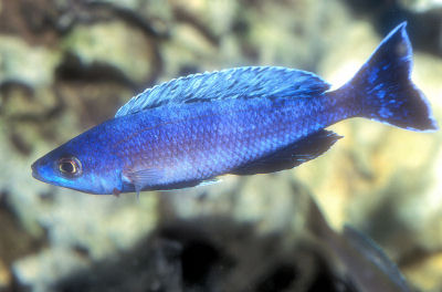 Sardine Cichlid, Cyprichromis leptosoma, Slender Cichlid, Blue Flash
