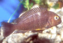 Click for more info on Blue-Eyed Tropheus
