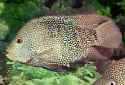 Click for more info on Texas Cichlid