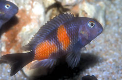 Cichlids, Fish Guide for Black, ikola, mpimbwe