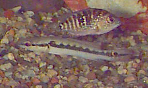 Pike Cichlid, Crenicichla lepidota, Two-Spot Pike Cichlid, Comb Pike Cichlid