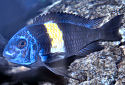 Click for more info on White Spotted Cichlid
