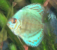 Discus Fish, Symphysodon aequifasciatus (S. haraldi) Fish 