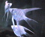 PIcture of Freshwater Angelfish, Silver Angelfish