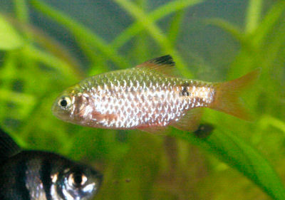 Rosy Barb male, Puntius conchonius, Red barb