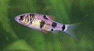 Picture of a Clown Barb