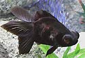 Click for more info on Black Moor Goldfish
