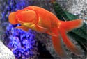 Animal-World info on Bubble Eye Goldfish