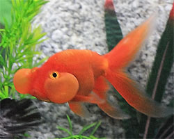 Mature Bubble Eye Goldfish