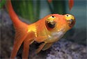 Click for more info on Celestial Eye Goldfish