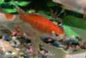 Click for more info on Comet Goldfish