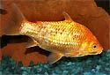 Animal-World info on Common Goldfish