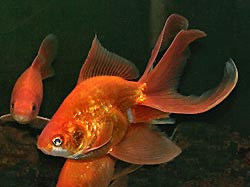 Fantail Show Goldfish, completely split caudal fin