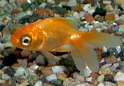 Red Lionhead Goldfish (juvenile), Carassius auratus