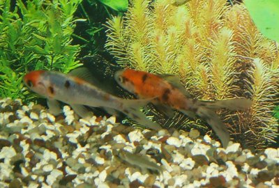 Shubunkin Goldfish (London type), Calico Goldfish, Speckled Goldfish, Harlequin Goldfish, Coronation Fish