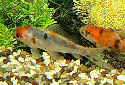 Click for more info on Shubunkin Goldfish