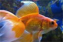 Animal-World info on Veiltail Goldfish