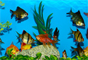 Click to learn about Aquarium Tropical Fish