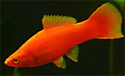 Blood-Red Swordtail, Female
