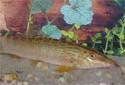 Click for more info on Berdmore's Loach